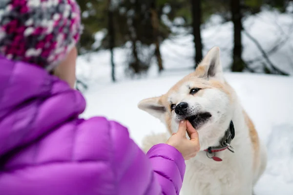 Woman feeding a dog on winter hiking trip in forest — Stock Photo, Image