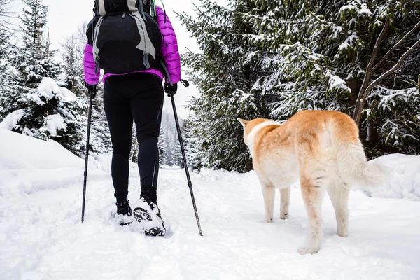 Backpacker hiking walking in winter forest with dog — Stock Photo, Image