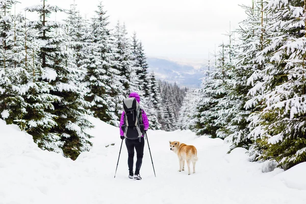 Backpacker ile köpek kış ormanda yürüyüş hiking — Stok fotoğraf