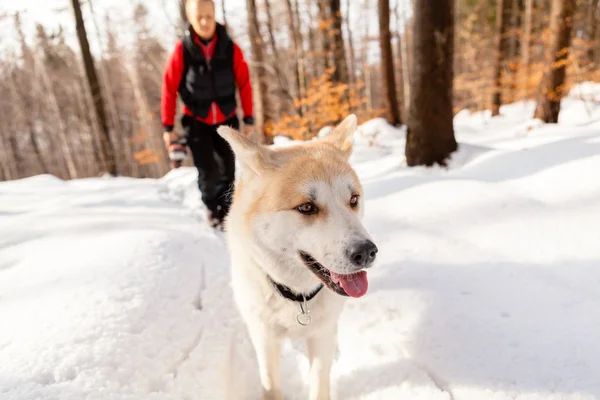 Woman and dog walking in winter mountains — Stock Photo, Image