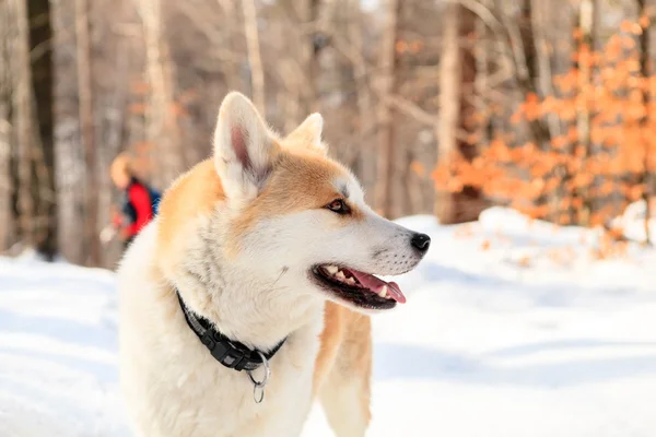 Woman and dog walking in winter mountains — Stock Photo, Image