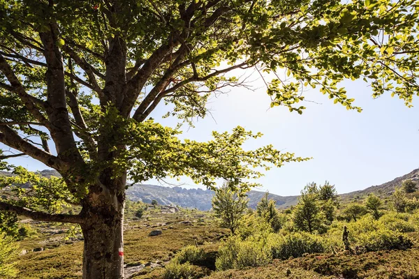 Dağlar yolundaki hiking üzerinde günbatımı ağaç — Stok fotoğraf