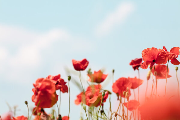 Poppy flowers retro peaceful summer background