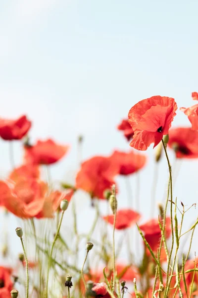 Mák Květiny retro klidné letní pozadí — Stock fotografie