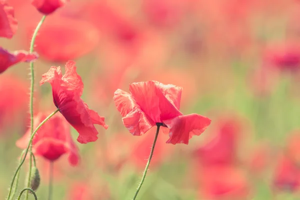 Mák Květiny retro klidné letní pozadí — Stock fotografie