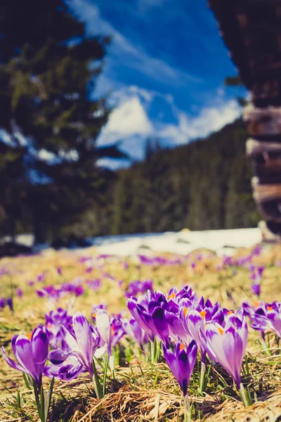 Crocus flores roxas florescendo nas montanhas — Fotografia de Stock