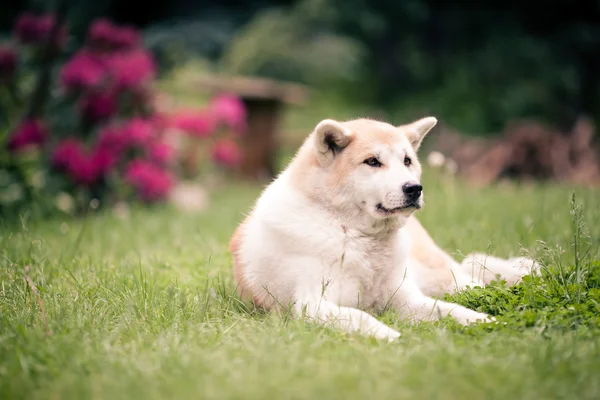 Akita Inu dog relaxing on green grass outdoors — ストック写真