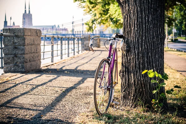 Carretera fija bicicleta en la calle de la ciudad bajo árbol —  Fotos de Stock