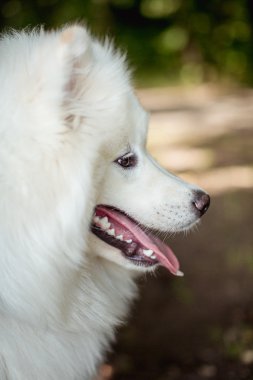 Beyaz Samoyed köpek yakın çekim 