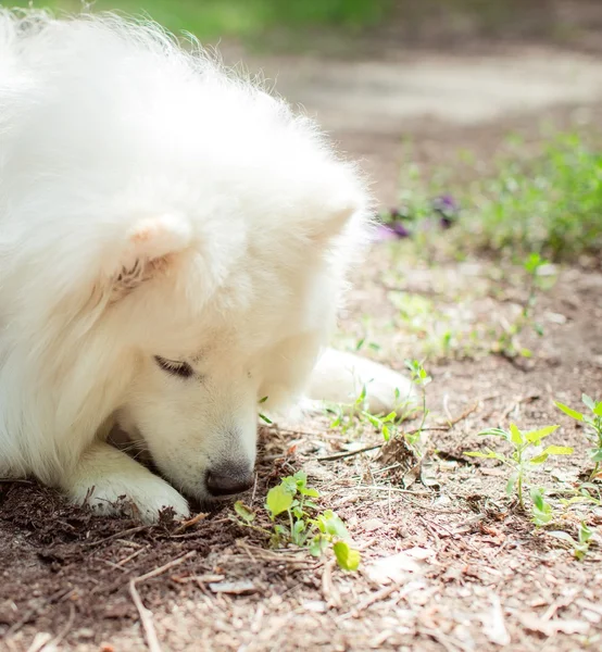 Branco Samoyed cão ao ar livre — Fotografia de Stock