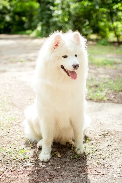 白色的萨摩耶犬在户外 — 图库照片