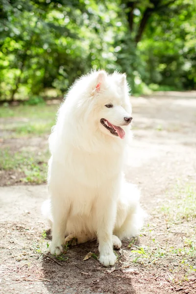 Branco Samoyed cão ao ar livre — Fotografia de Stock