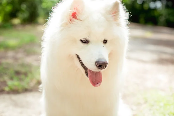 Samoyed λευκό σκυλί σε εξωτερικούς χώρους — Φωτογραφία Αρχείου