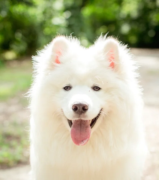 Blanco Samoyed perro al aire libre — Foto de Stock