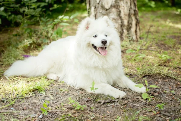 Branco Samoyed cão ao ar livre — Fotografia de Stock