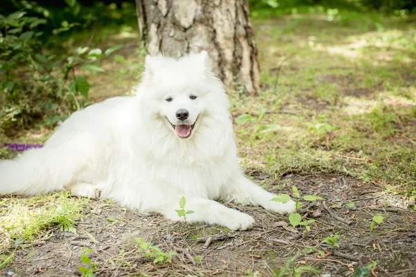 Samoyed biały pies na zewnątrz — Zdjęcie stockowe