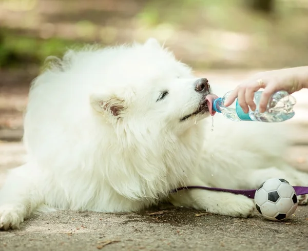 Samoyed λευκό σκυλί πόσιμου νερού — Φωτογραφία Αρχείου