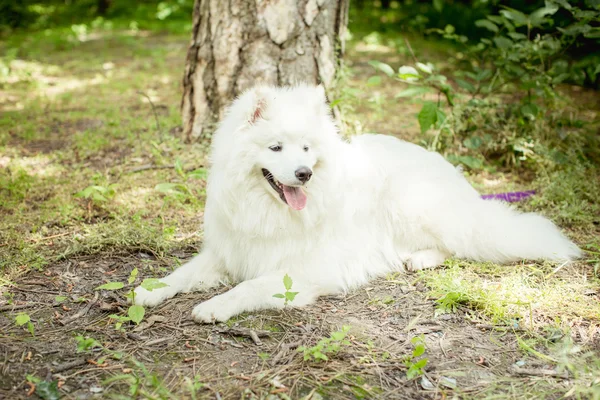 Branco Samoyed cão ao ar livre — Fotografia de Stock