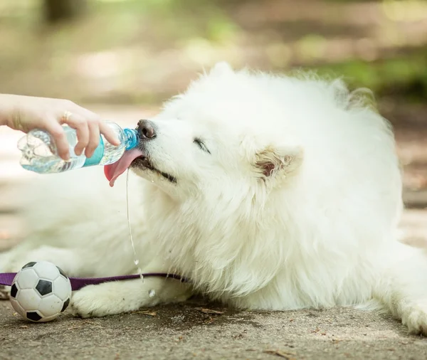 Vit samojed hund dricksvatten — Stockfoto