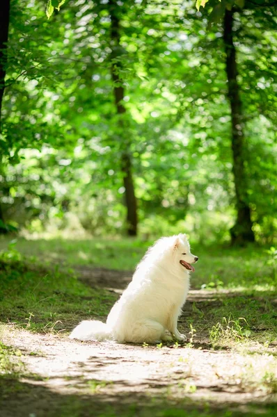 Samoyed biały pies na zewnątrz — Zdjęcie stockowe