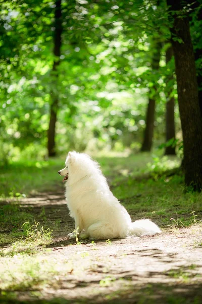Branco Samoyed cão ao ar livre — Fotografia de Stock