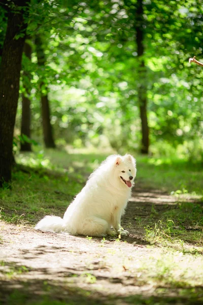 Samoyed biały pies na zewnątrz — Zdjęcie stockowe