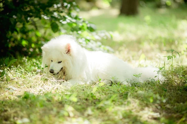 Branco Samoyed cão ao ar livre — Fotografia de Stock