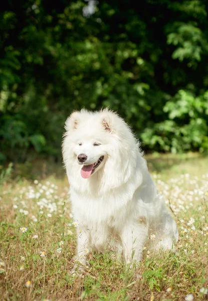 White Samojeed hond buiten — Stockfoto