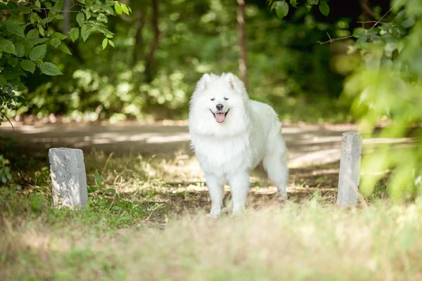白いサモエド犬屋外 — ストック写真
