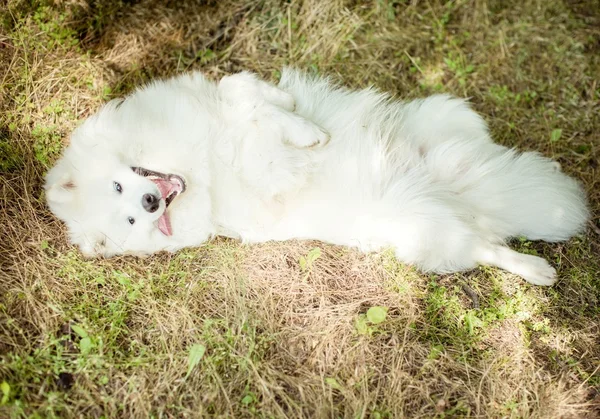 화이트 Samoyed 개 야외에서 — 스톡 사진