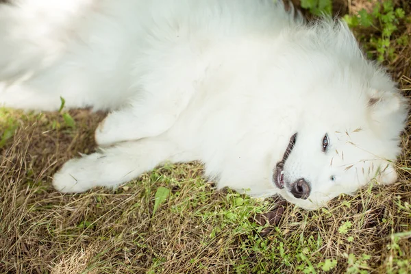 Blanco Samoyed perro al aire libre — Foto de Stock