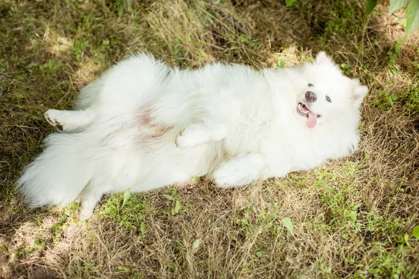 白色的萨摩耶犬在户外 — 图库照片