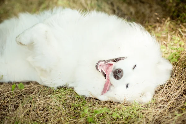 Samoyed biały pies na zewnątrz — Zdjęcie stockowe