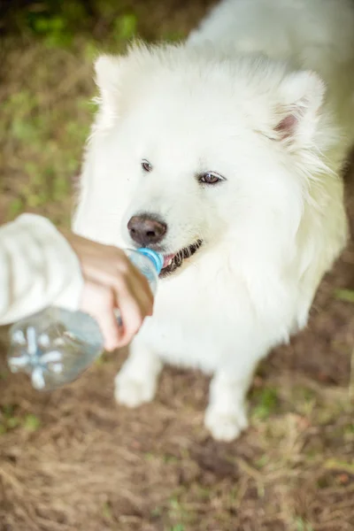 Branco Samoyed cão água potável — Fotografia de Stock