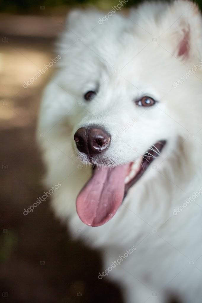 白いサモエド犬をクローズ アップ ストック写真 C Forewer 白いサモエド犬をクローズ アップ ストック写真 C Forewer
