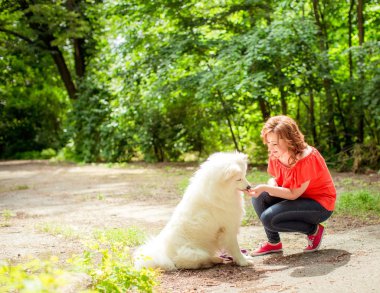 Samoyed köpek doğurmak parkta kadınla