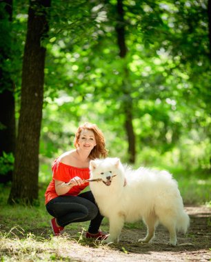 Samoyed köpek doğurmak parkta kadınla