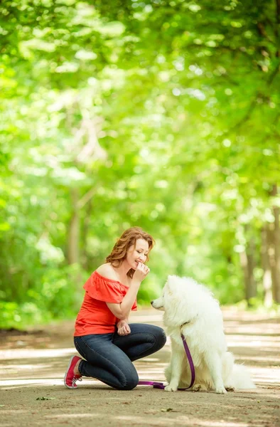 Женщина с самоедами породы собак в парке — стоковое фото