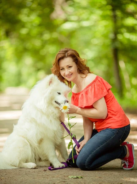 Samoyed köpek doğurmak parkta kadınla — Stok fotoğraf