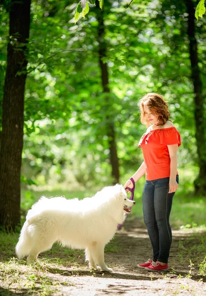 Nő a Szamojéd kutya Park séta — Stock Fotó