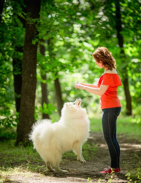 Mujer con raza de perro Samoyedo en el parque —  Fotos de Stock