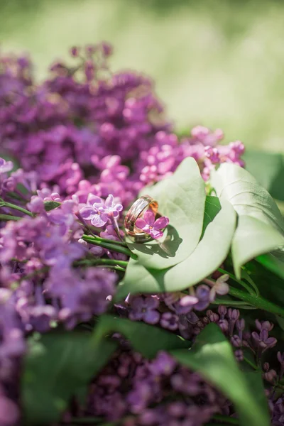 春のライラックの花の枝 — ストック写真