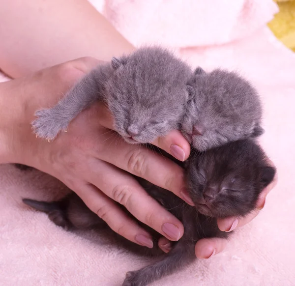 Skotska kattungar i händer — Stockfoto