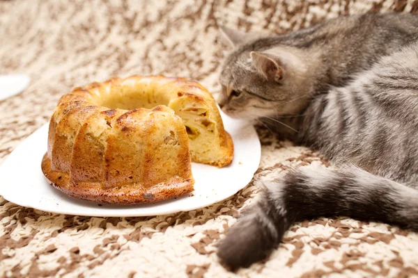 Scottish cat with cupcakes — Stock Photo, Image