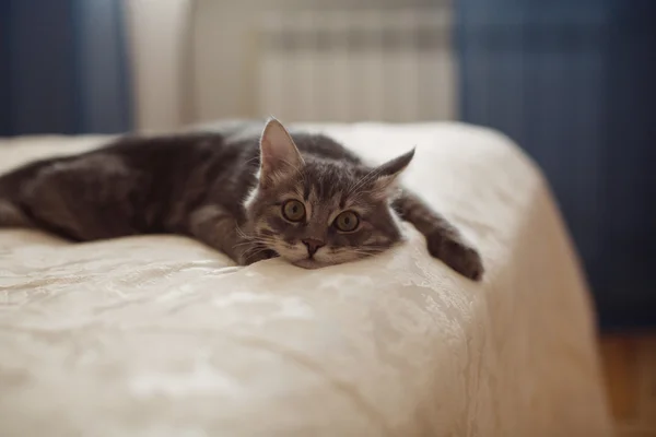 ベッドの上の若い猫 — ストック写真
