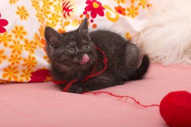 güzel bir İskoç kedi