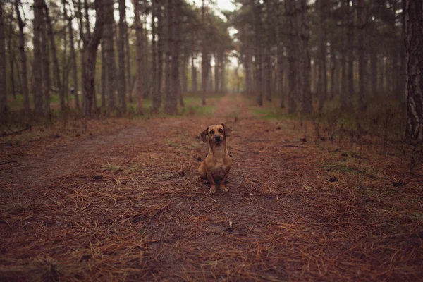 Parkta köpek yavrusu oranı — Stok fotoğraf