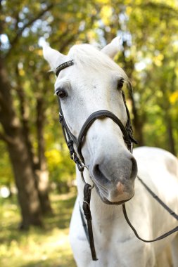 Beyaz at bahçe içinde
