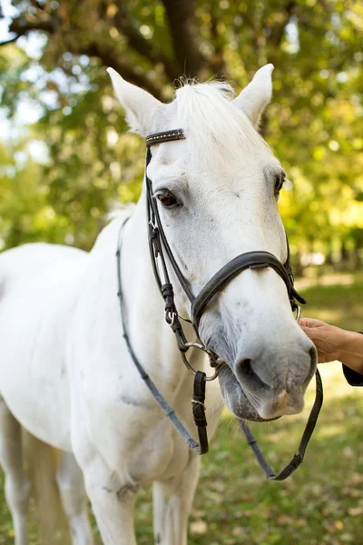 Cavalo branco no jardim — Fotografia de Stock