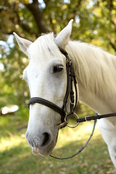 Cavalo branco no jardim — Fotografia de Stock